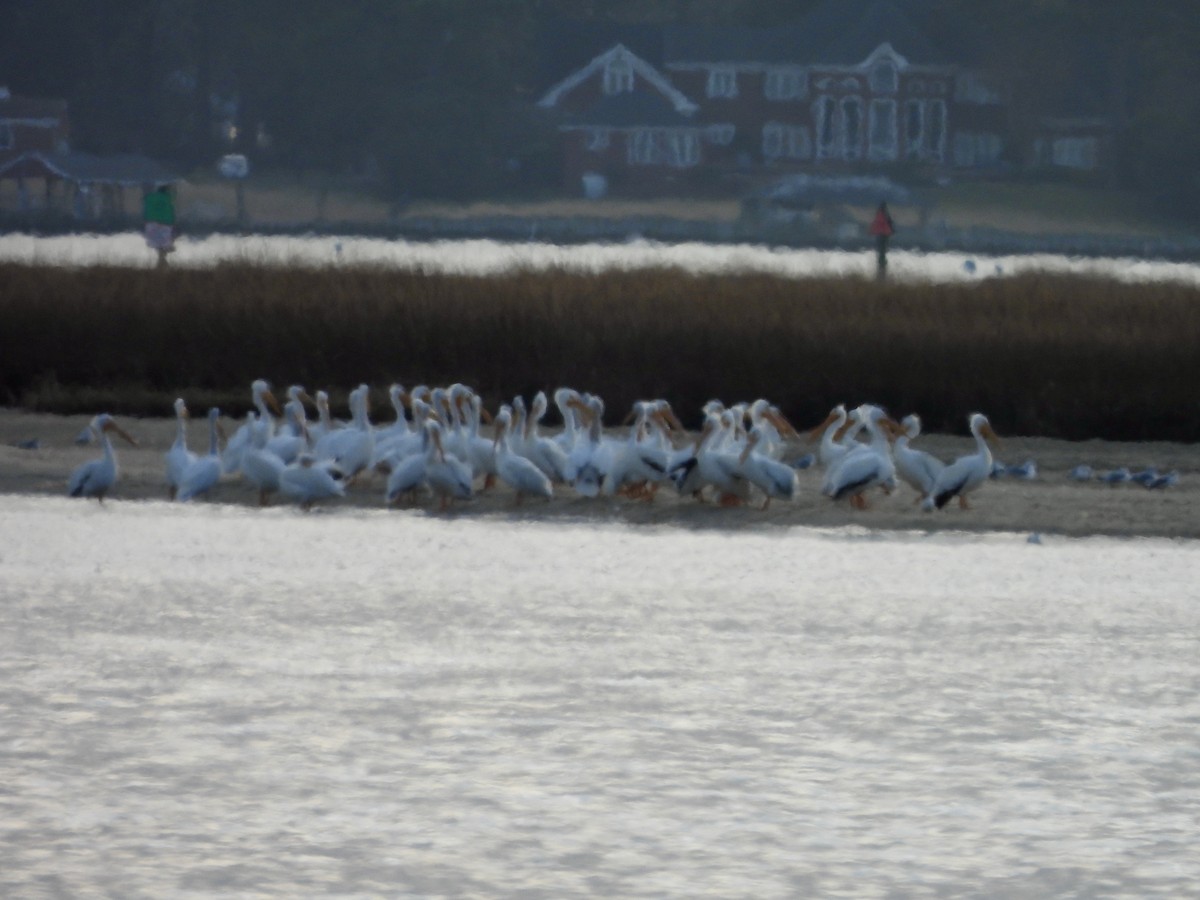 American White Pelican - ML614044507