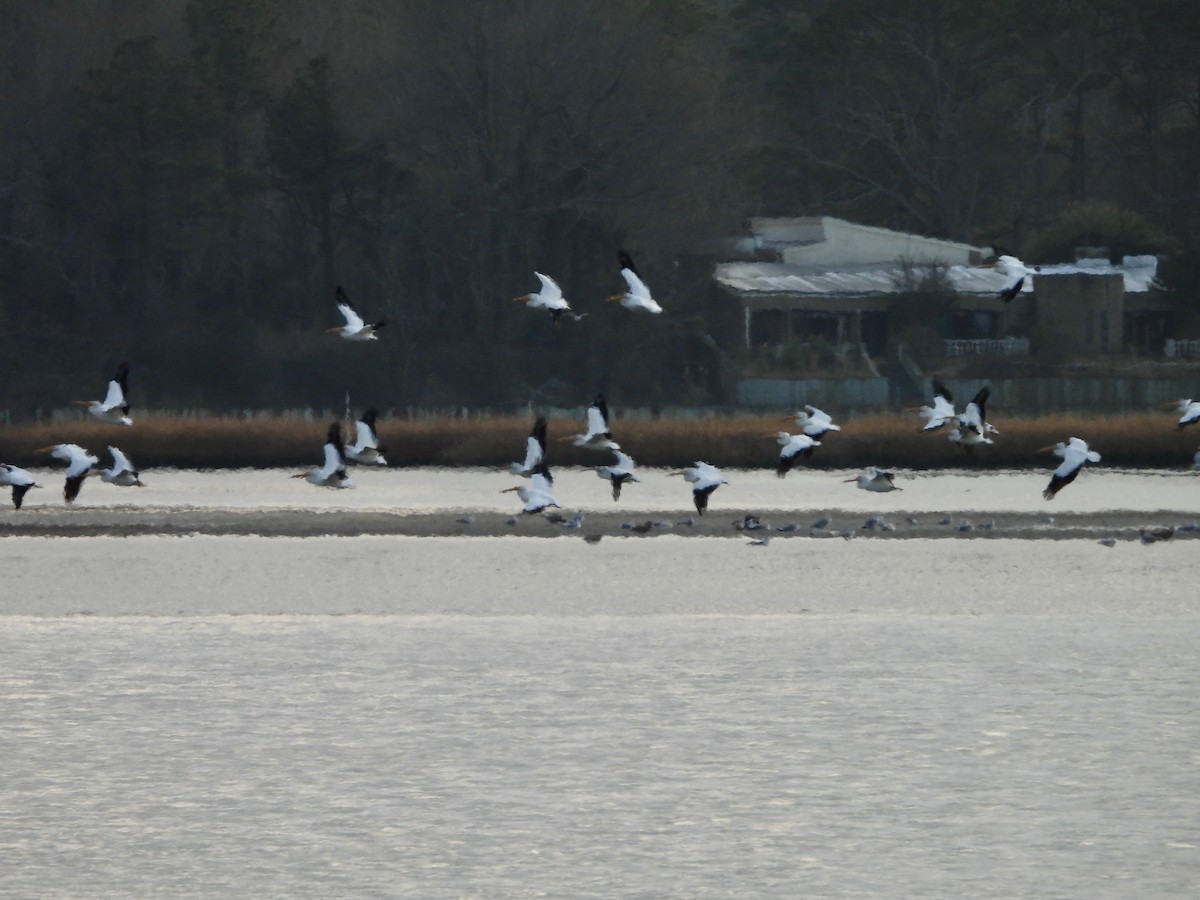 American White Pelican - ML614044508