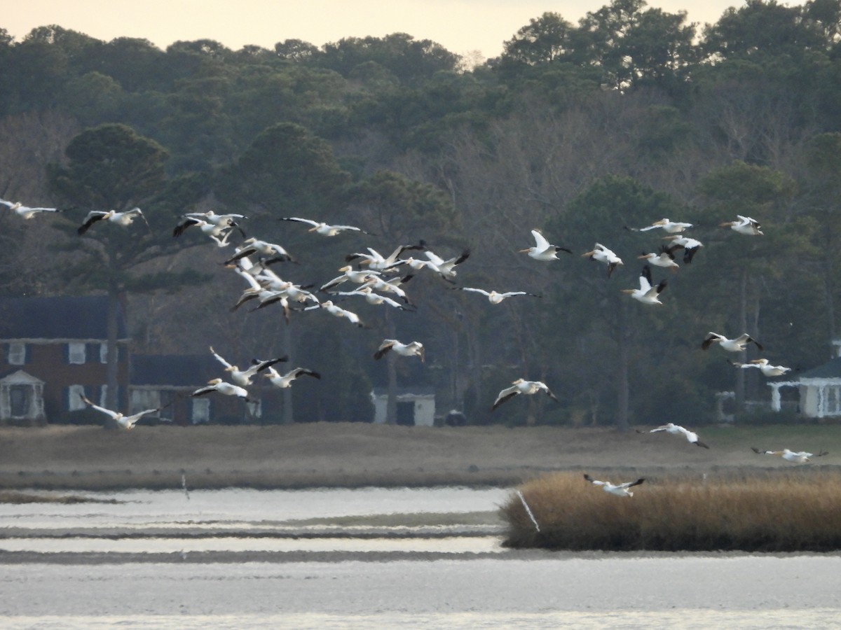 American White Pelican - ML614044509