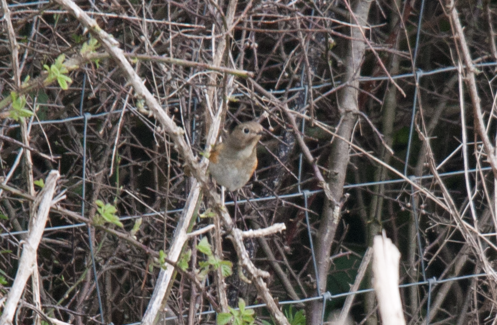 Red-flanked Bluetail - ML614044521