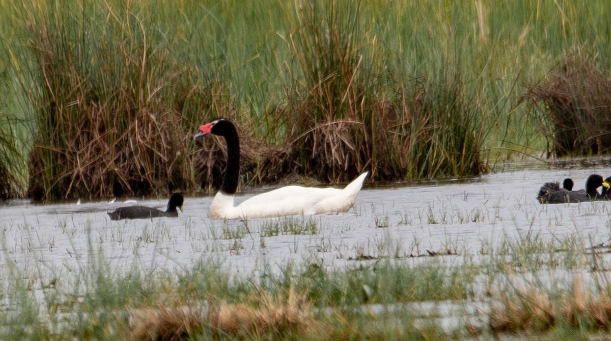 Black-necked Swan - Helder Lotto
