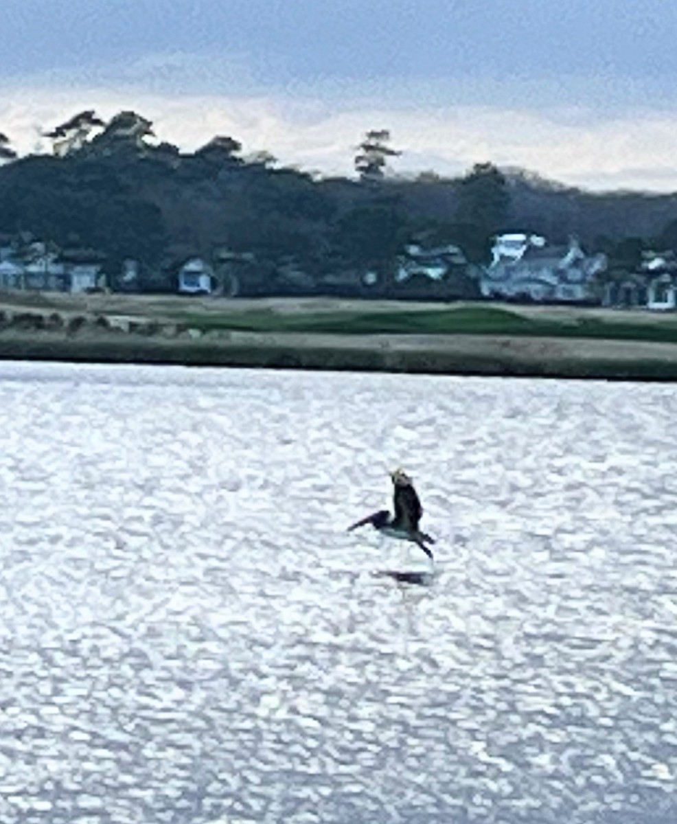 American White Pelican - ML614044540