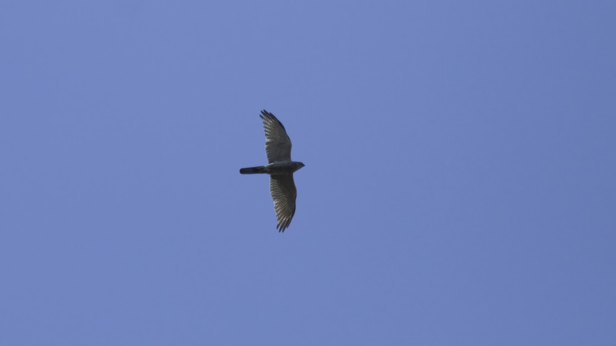 Brown Goshawk - Markus Craig