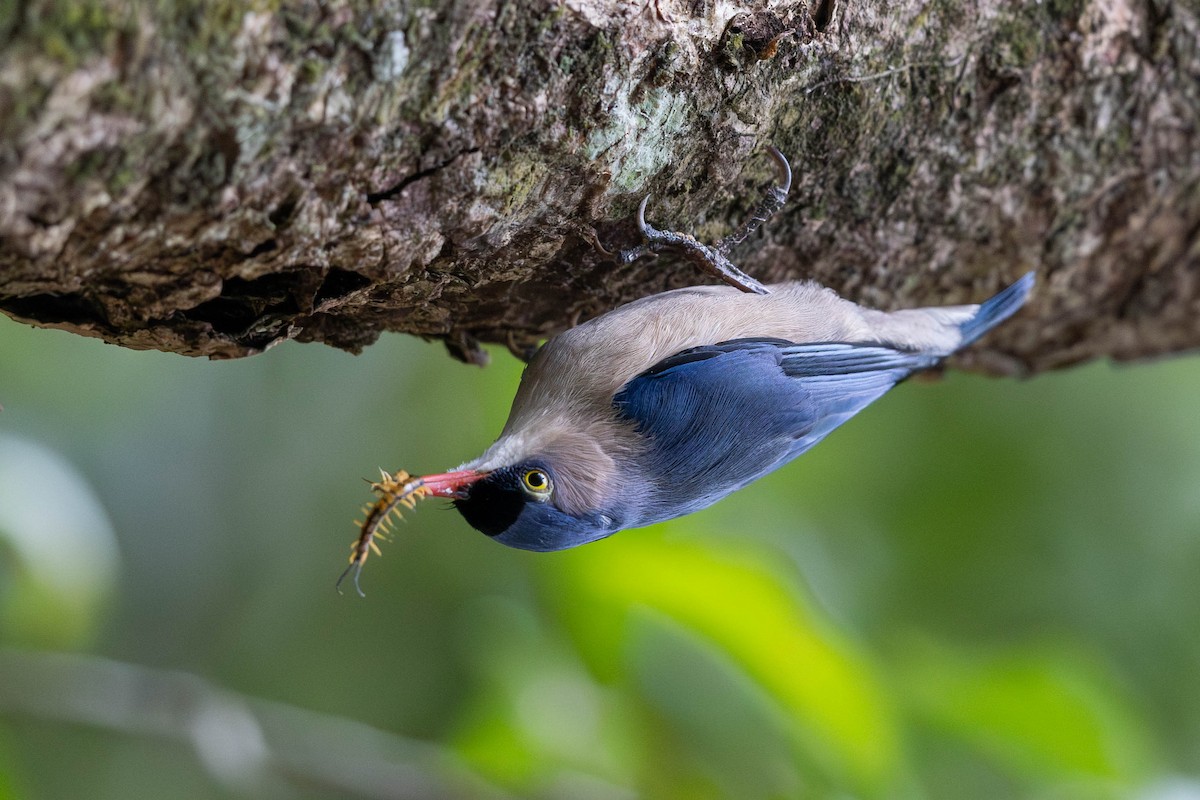 Velvet-fronted Nuthatch - Sandy Luk