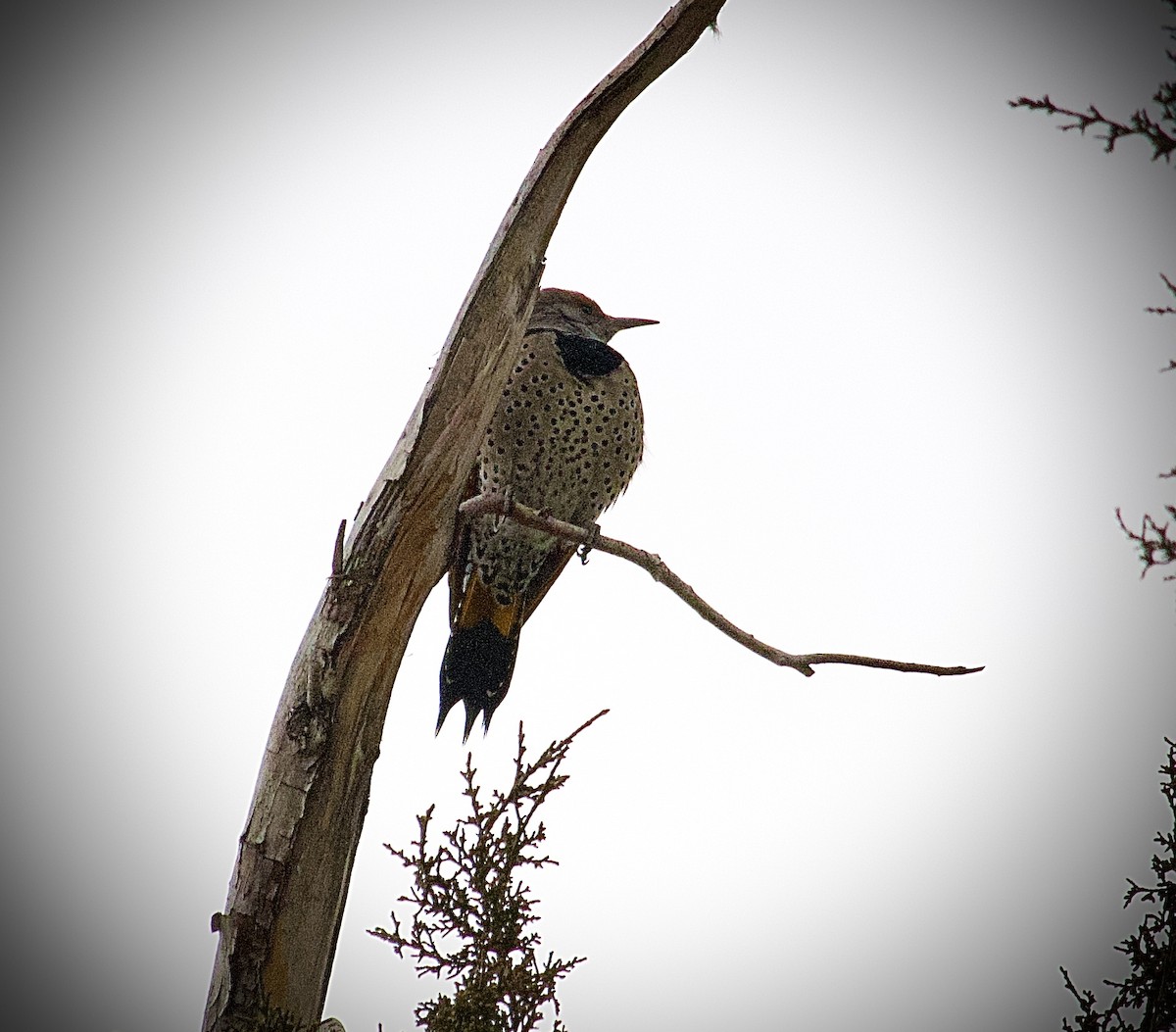 Gilded Flicker - ML614044606