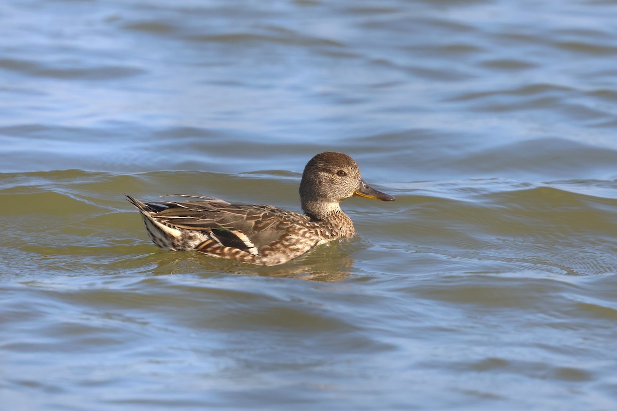 Green-winged Teal - ML614044707