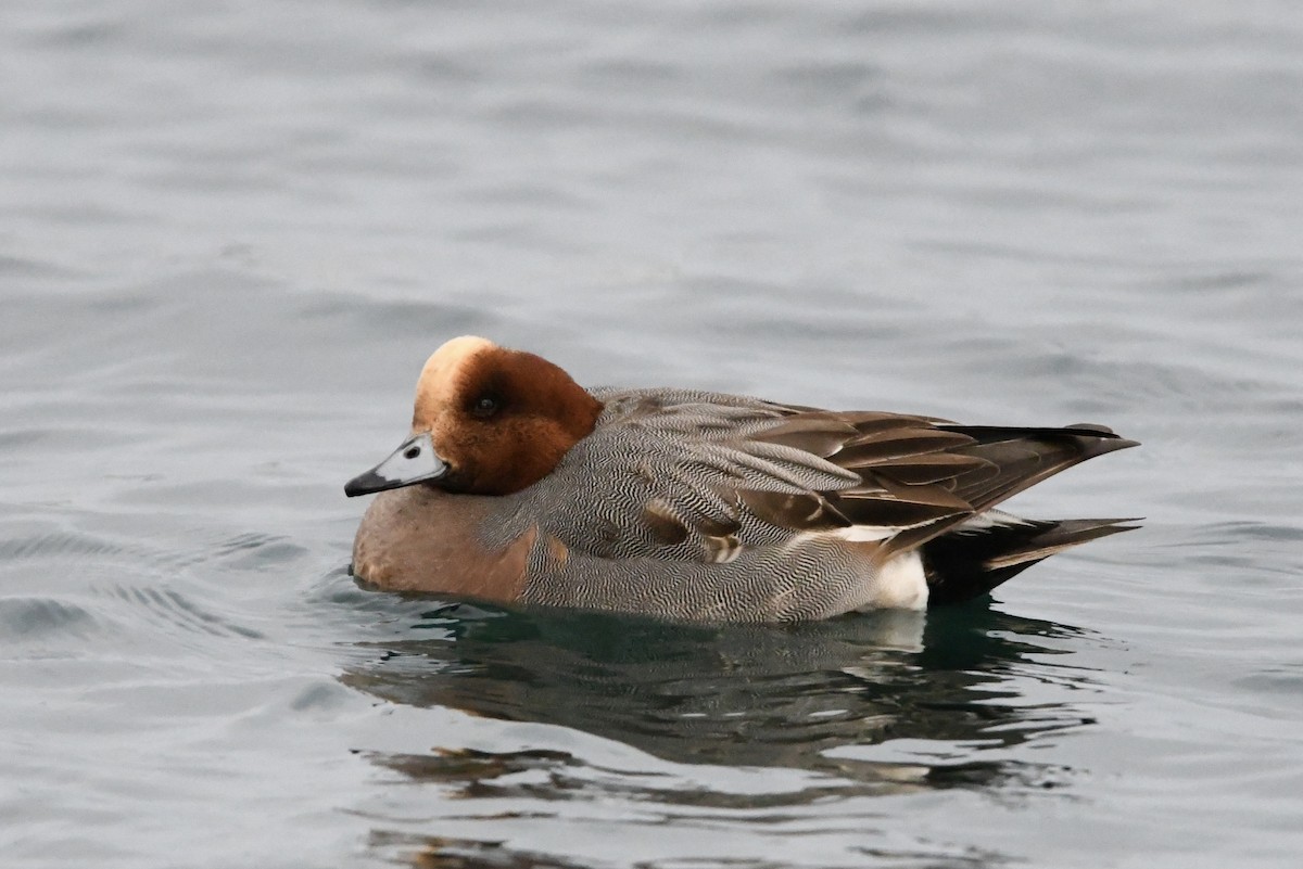 Eurasian Wigeon - ML614044768