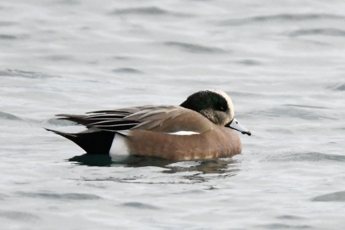 American Wigeon - Tomohiro Iuchi