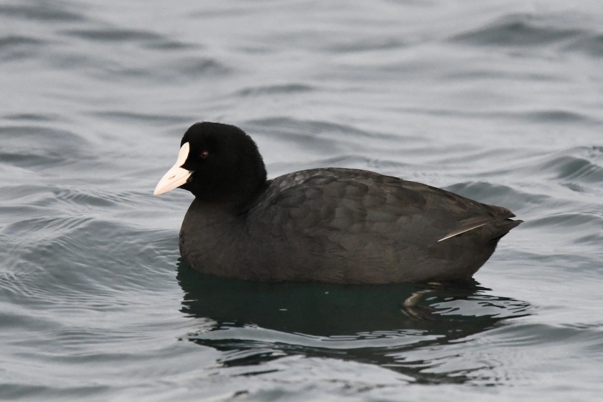 Eurasian Coot - Tomohiro Iuchi