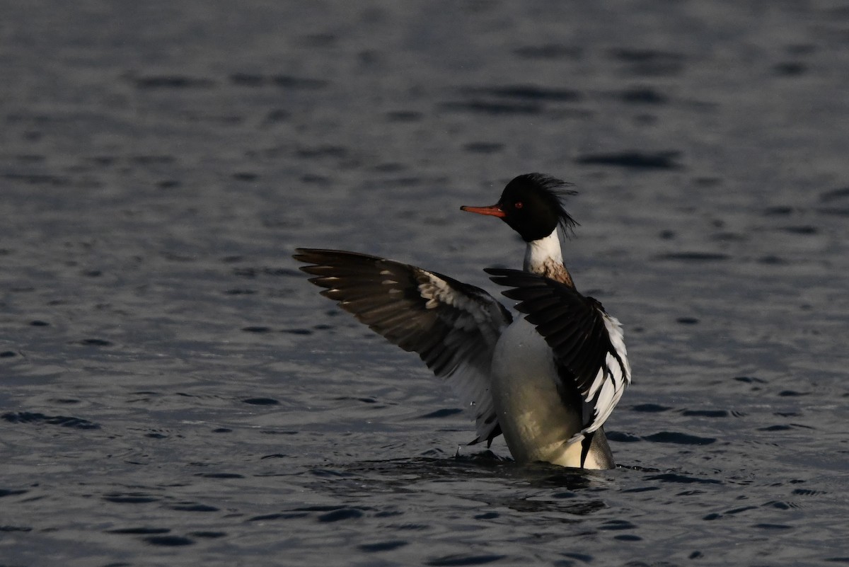 Red-breasted Merganser - Tomohiro Iuchi