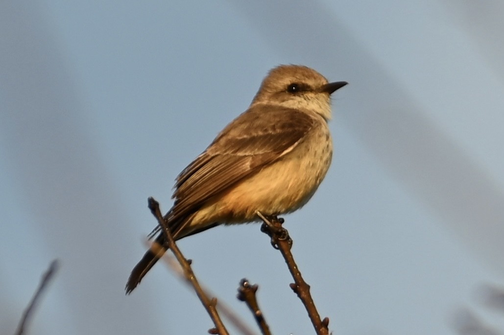 Vermilion Flycatcher - ML614044820