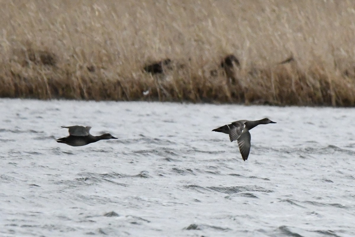 Gadwall (Common) - Tomohiro Iuchi