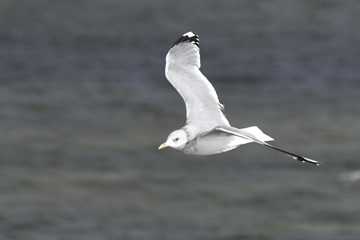 Common Gull - Tomohiro Iuchi