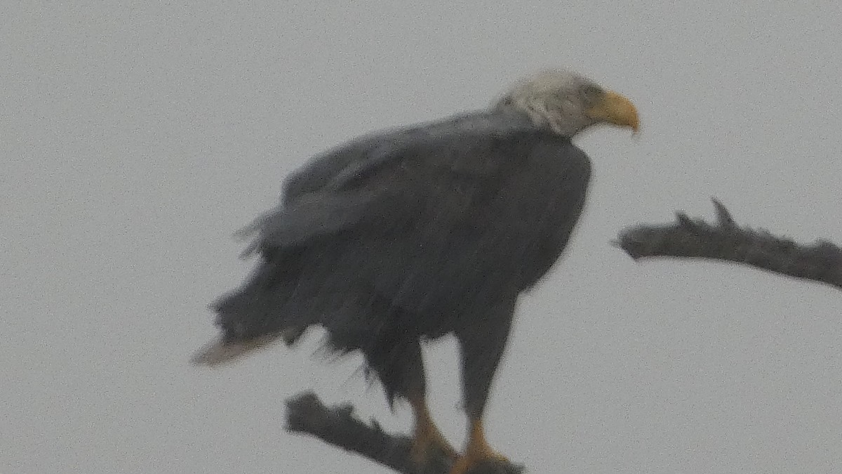 Bald Eagle - ML614044843