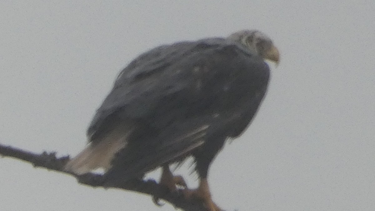 Bald Eagle - ML614044846