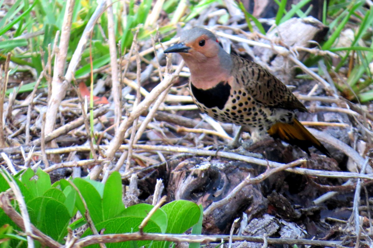 Northern Flicker - Eric Haskell