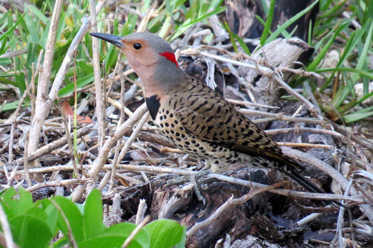 Northern Flicker - ML614044871