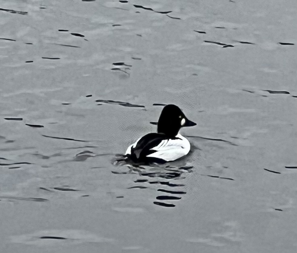 Common Goldeneye - ML614044887