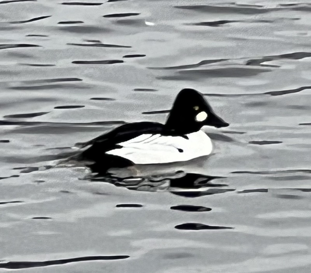 Common Goldeneye - ML614044888