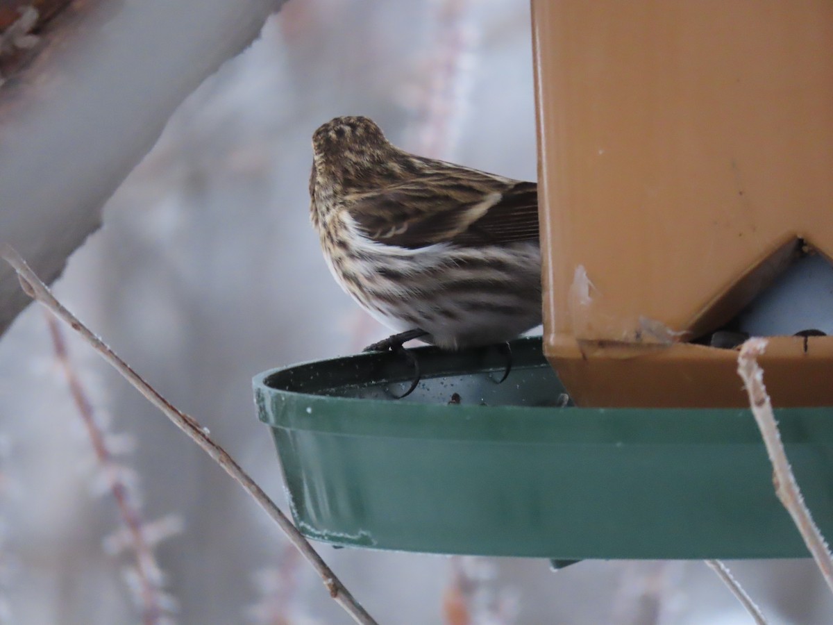 Common Redpoll - ML614044890