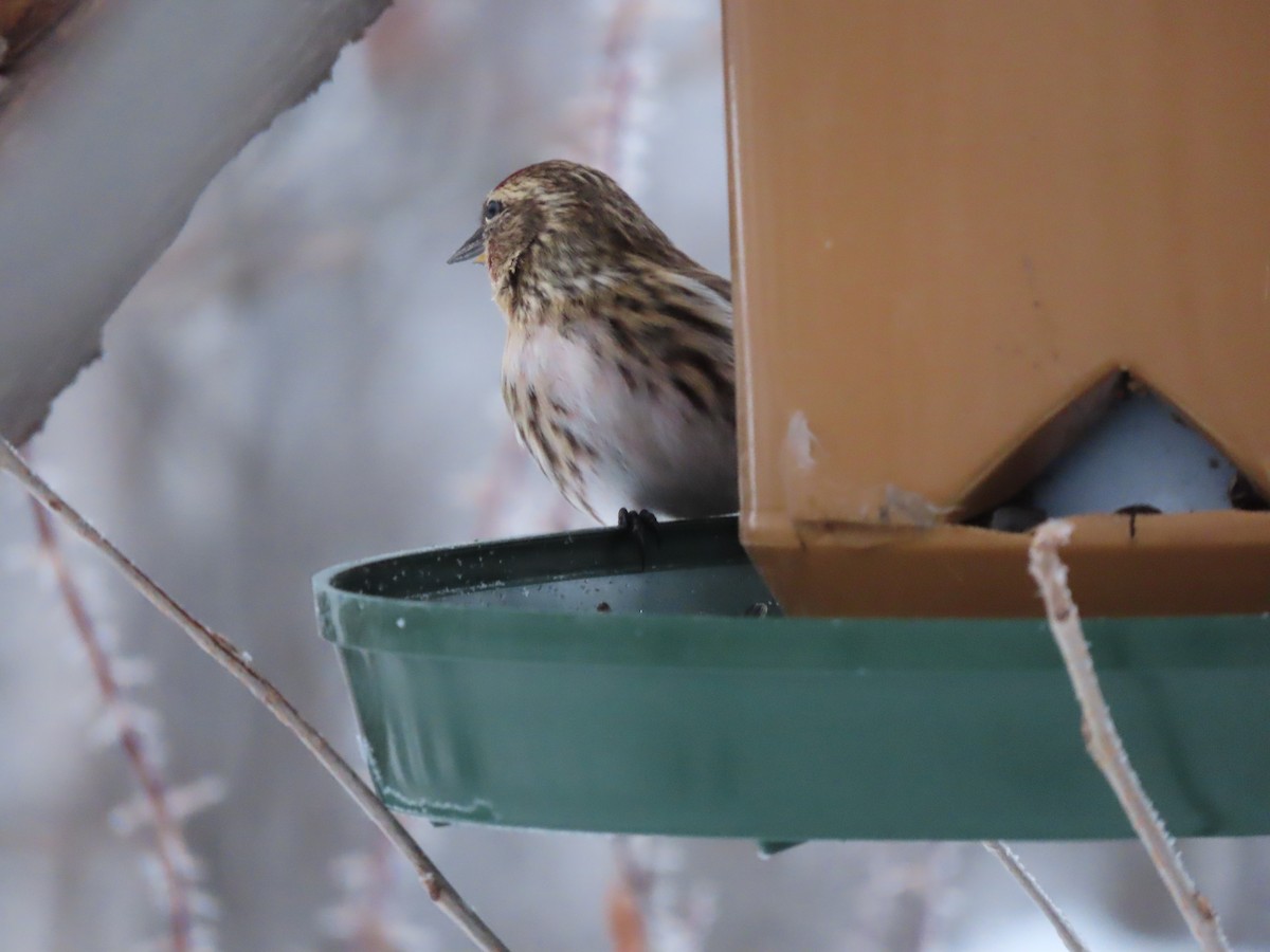 Common Redpoll - ML614044892