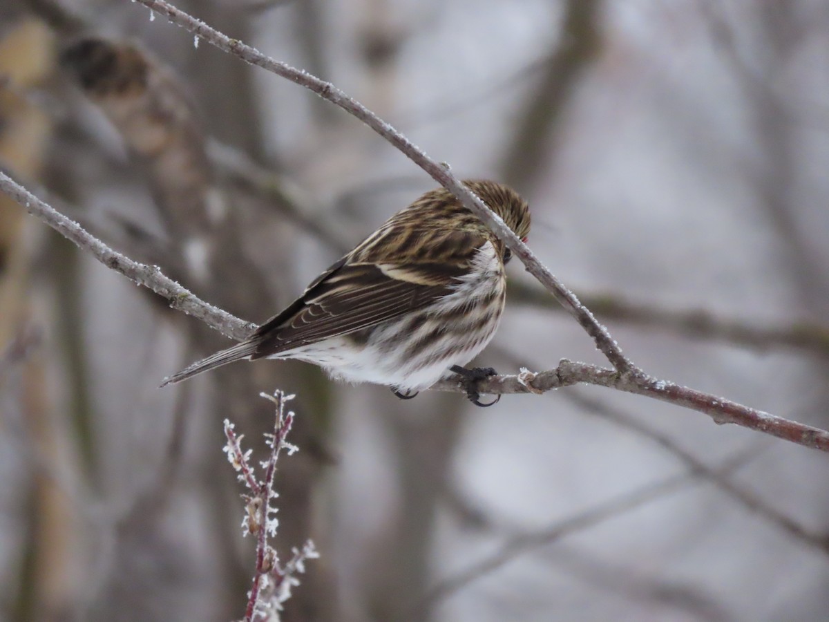 Common Redpoll - ML614044895