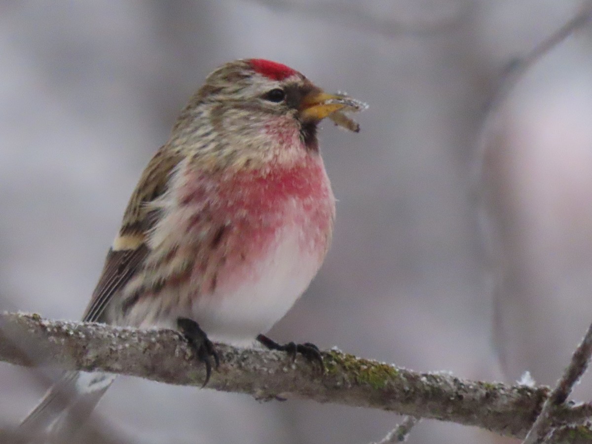 Common Redpoll - Kerry Hjertaas