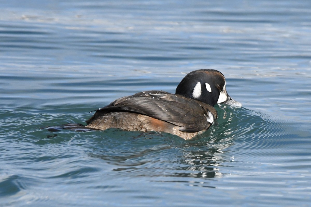 Harlequin Duck - Tomohiro Iuchi