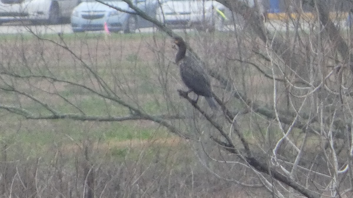 Double-crested Cormorant - ML614044970