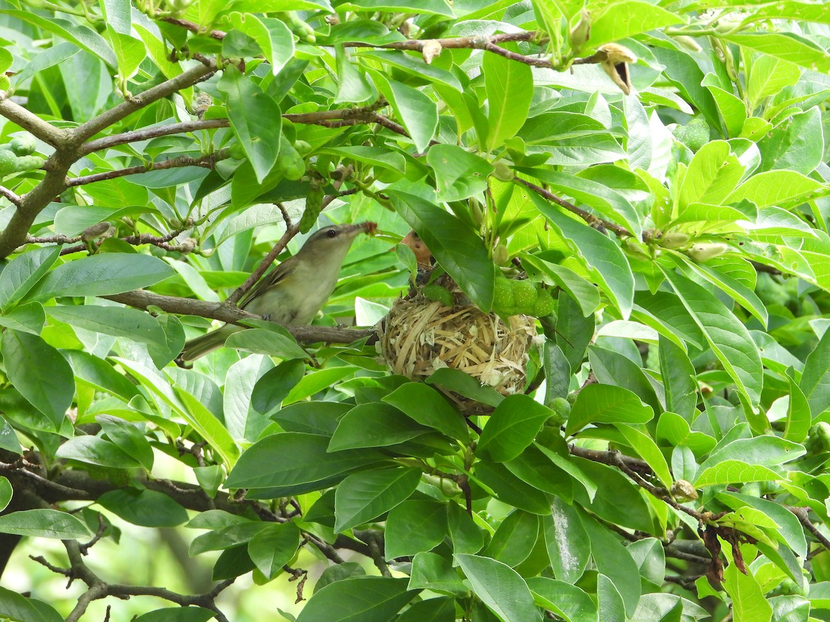 Red-eyed Vireo - ML614044989