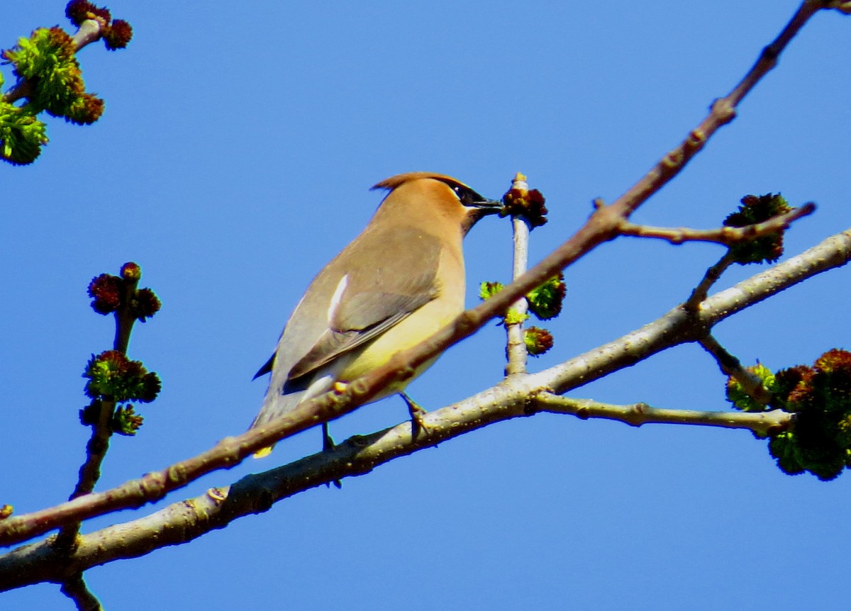 Cedar Waxwing - ML614044997