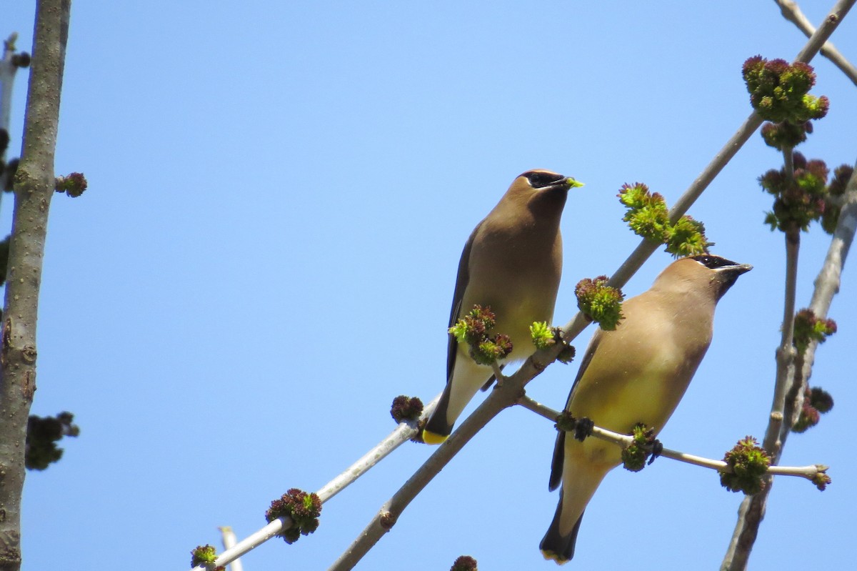 Cedar Waxwing - ML614045001