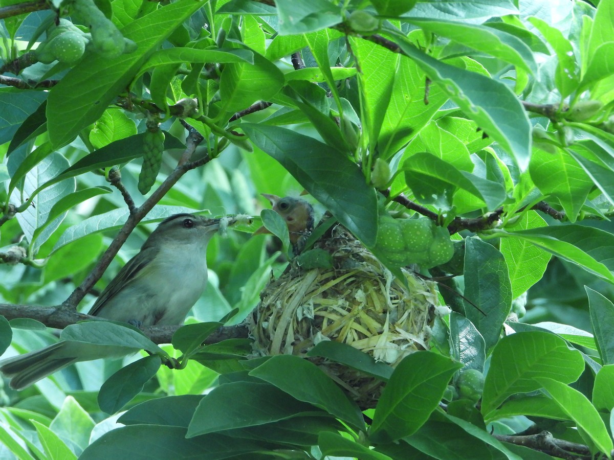 Red-eyed Vireo - ML614045004