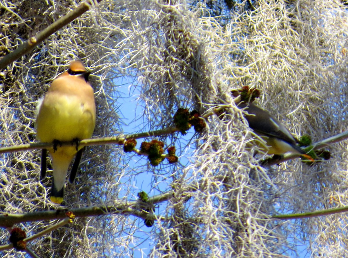 Cedar Waxwing - ML614045010