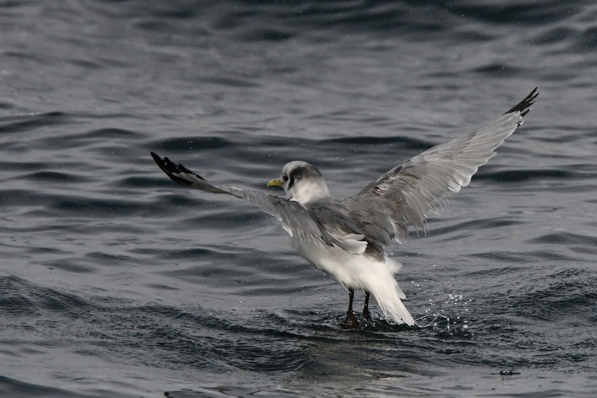 Black-legged Kittiwake (pollicaris) - Tomohiro Iuchi