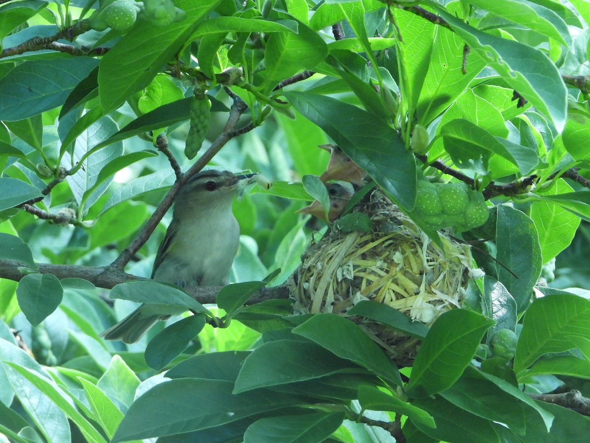 Red-eyed Vireo - ML614045029