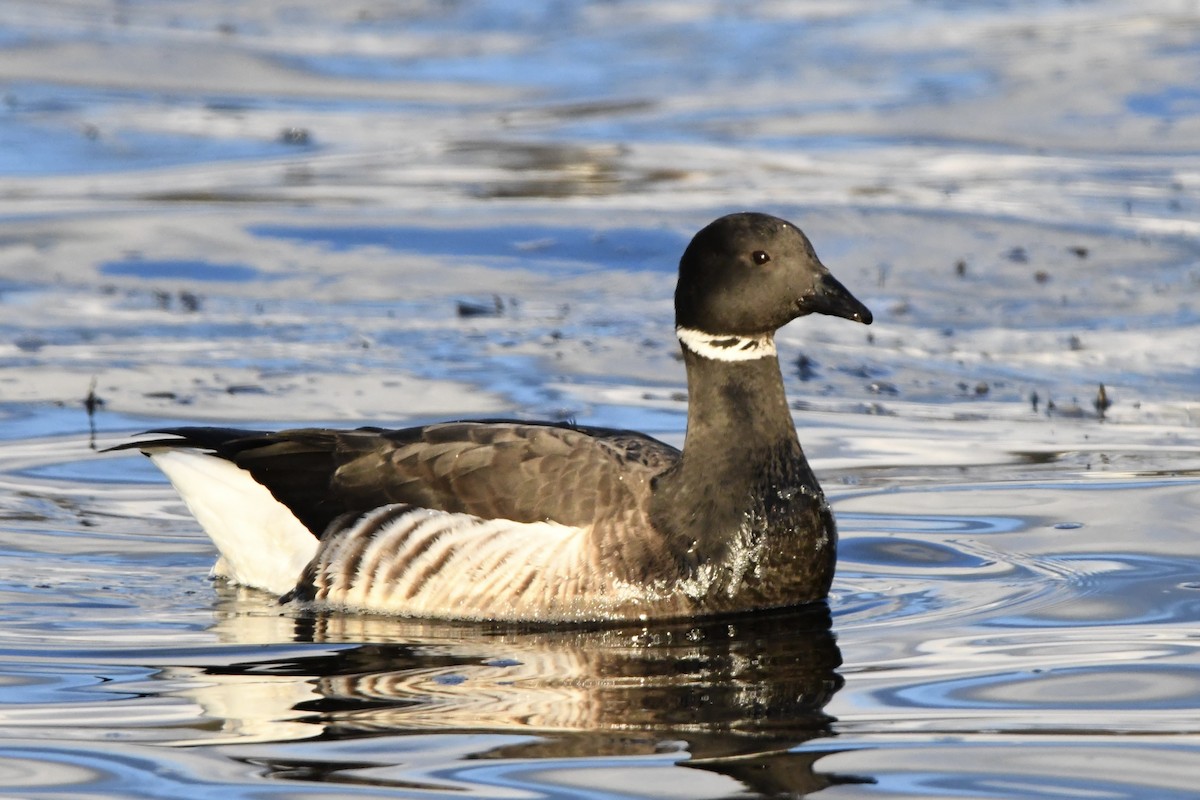 コクガン（nigricans） - ML614045046