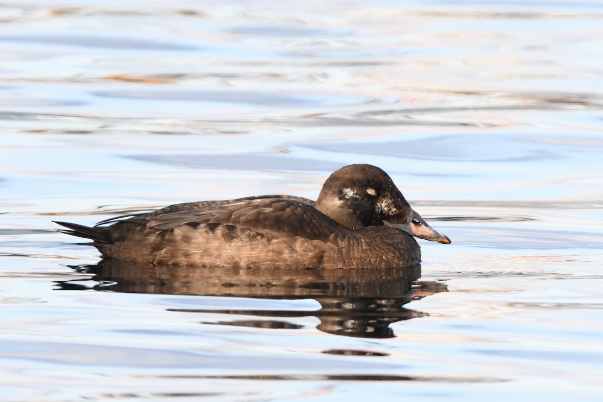 Stejneger's Scoter - Tomohiro Iuchi