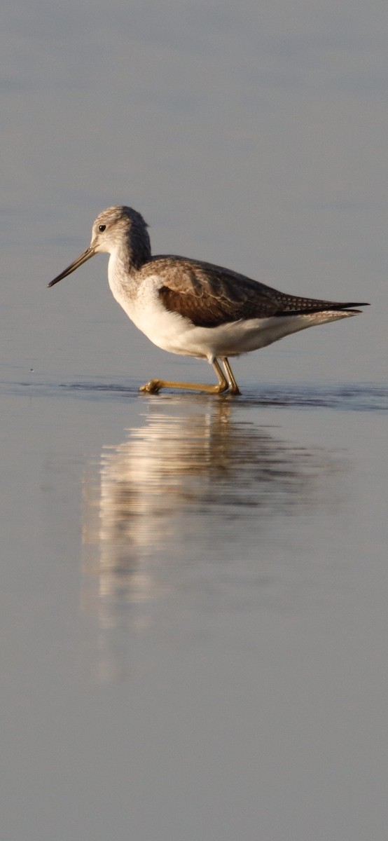 Common Greenshank - ML614045059