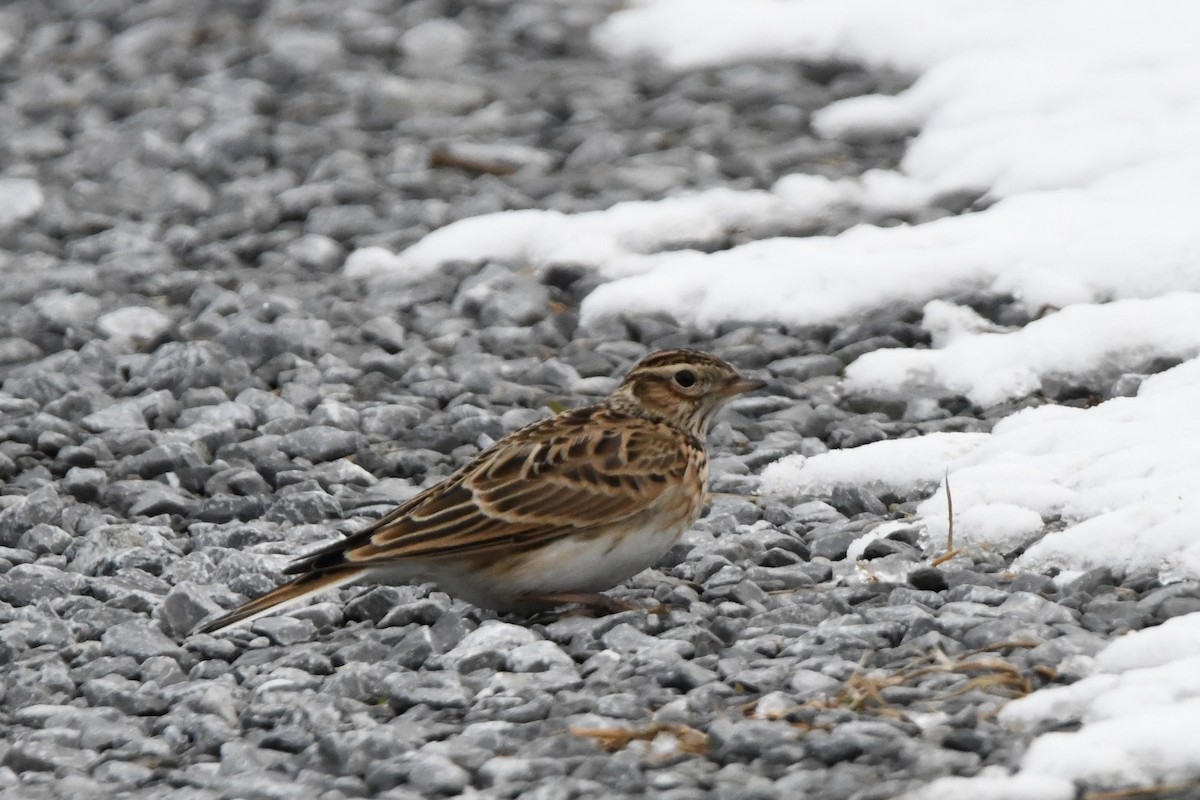 Eurasian Skylark - Tomohiro Iuchi