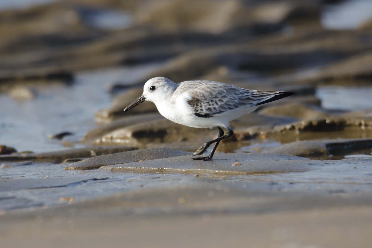 Sanderling - Manuel Mirabent