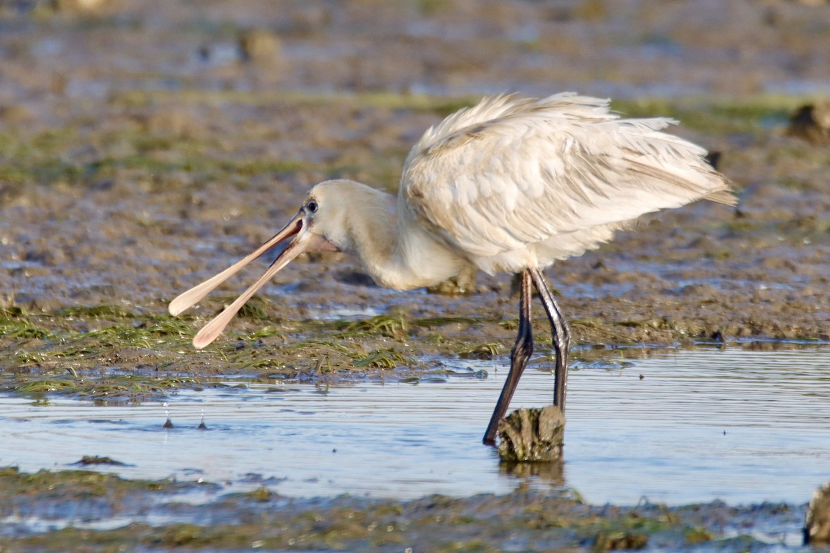 Eurasian Spoonbill - ML614045087