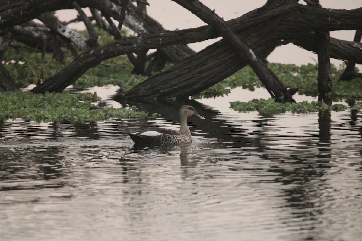 Indian Spot-billed Duck - ML614045096