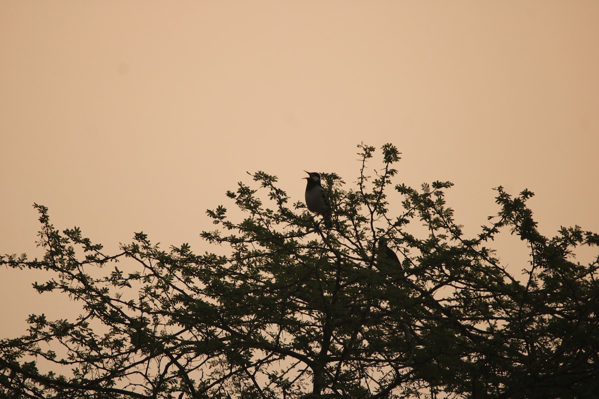 Indian Pied Starling - Padmaja Sriramamanikandan