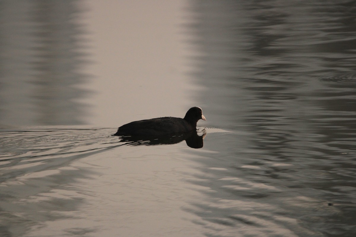 Eurasian Coot - ML614045172