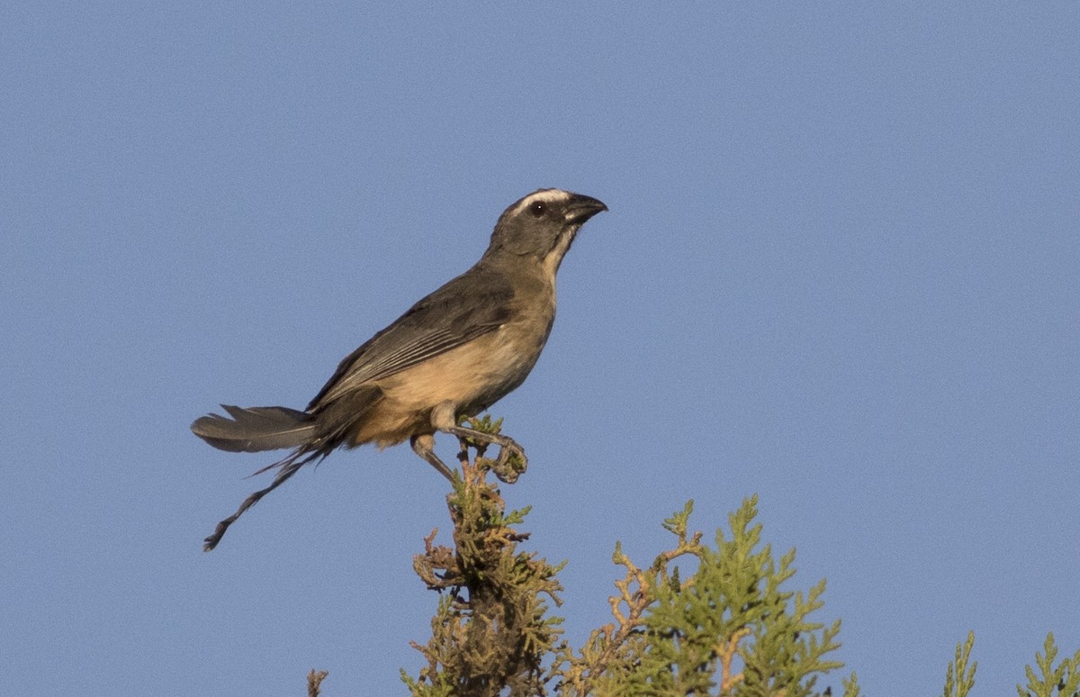 Bluish-gray Saltator - ML614045188