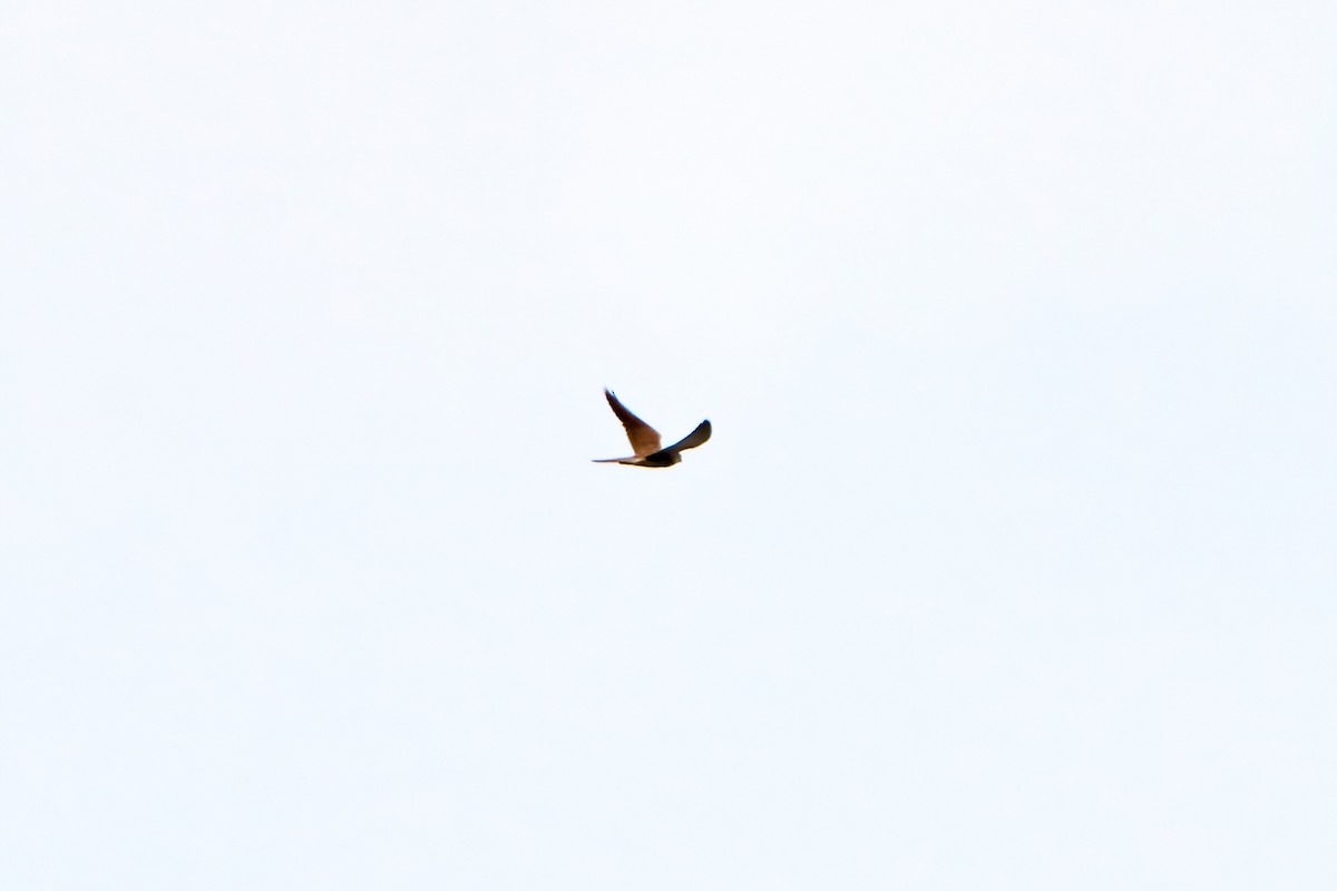 Eurasian Kestrel - ML614045193