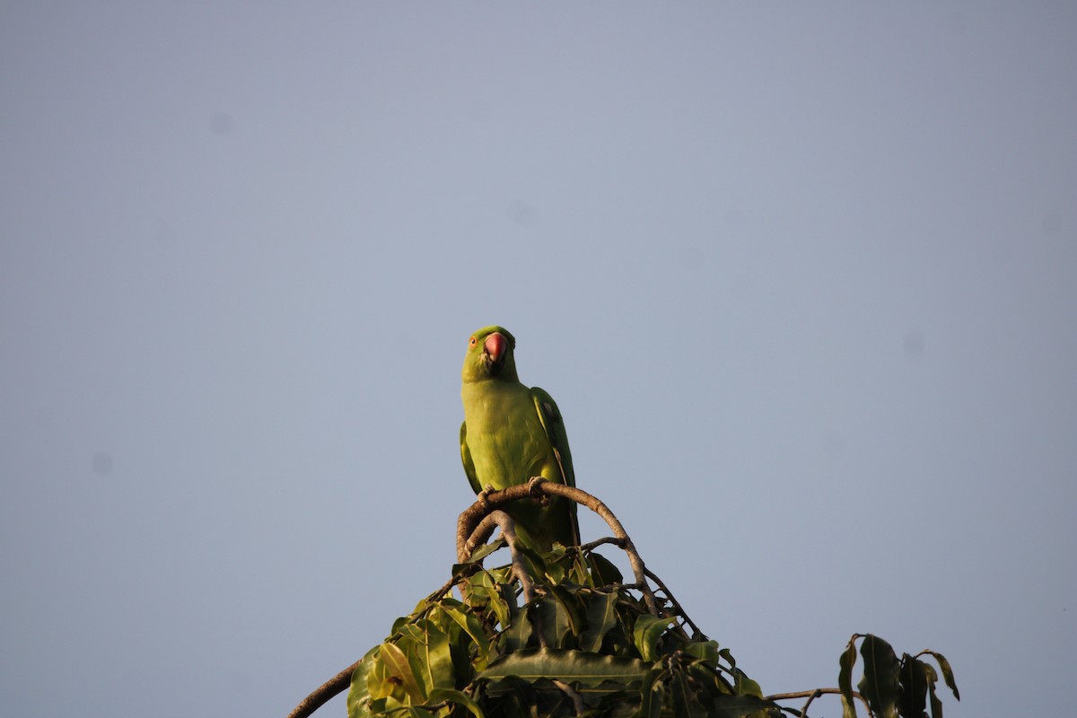 Rose-ringed Parakeet - Padmaja Sriramamanikandan