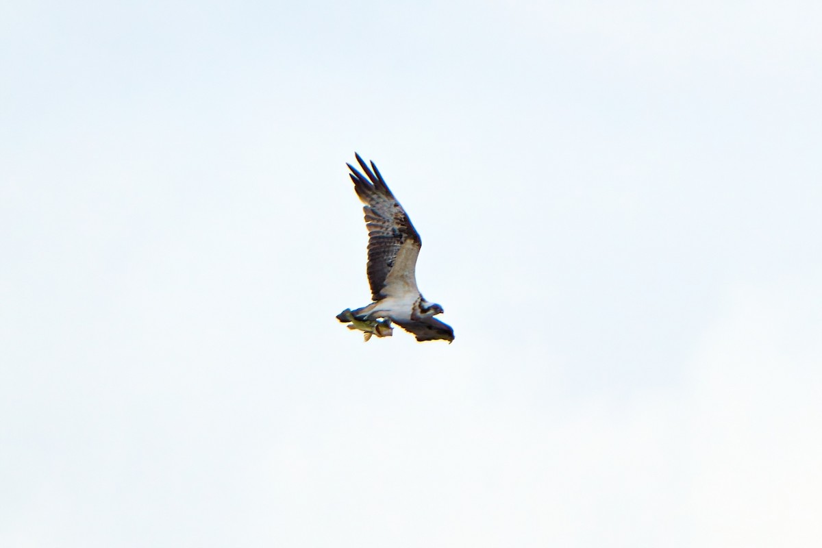 Águila Pescadora - ML614045233