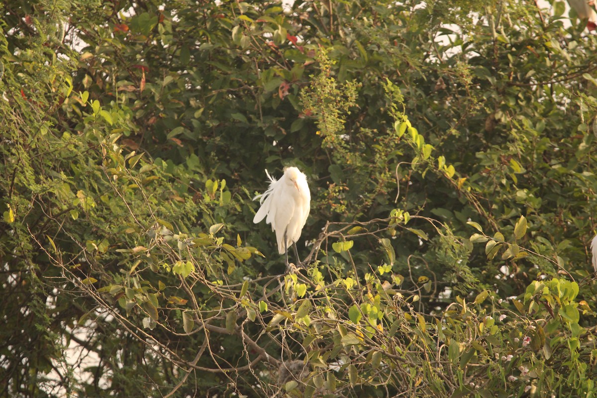 Eastern Cattle Egret - Padmaja Sriramamanikandan